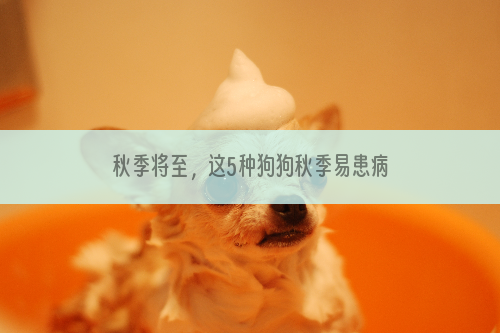 秋季将至，这5种狗狗秋季易患病一定要当心！