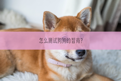 怎么测试狗狗的智商？