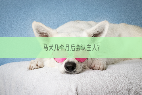 马犬几个月后会认主人？