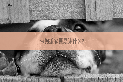 带狗搬家要忌讳什么?