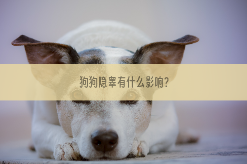 狗狗隐睾有什么影响？