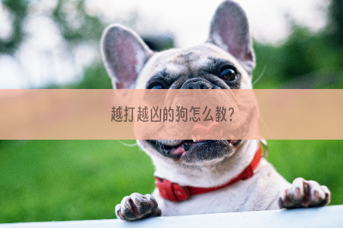 越打越凶的狗怎么教？