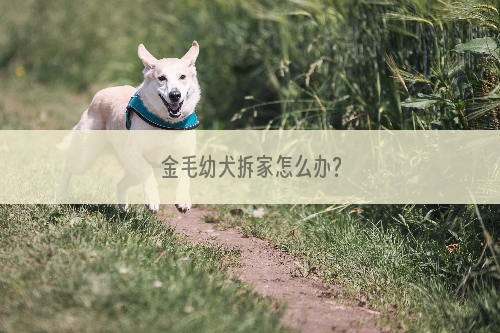 金毛幼犬拆家怎么办？