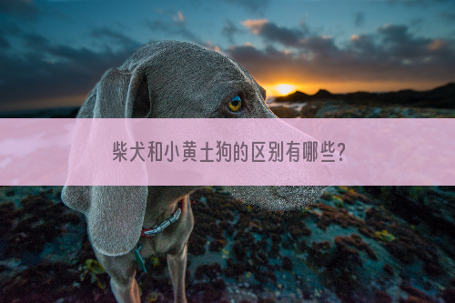 柴犬和小黄土狗的区别有哪些？