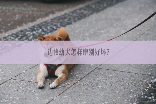 边牧幼犬怎样辨别好坏？