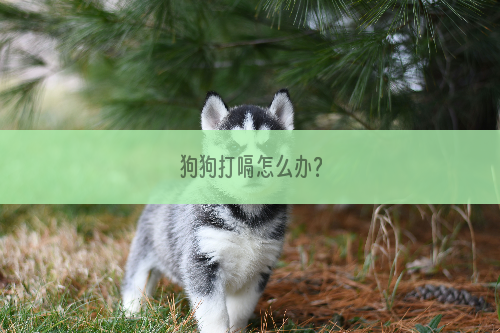 狗狗打嗝怎么办？