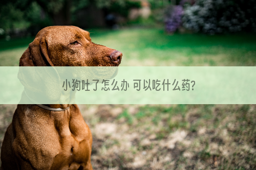 小狗吐了怎么办 可以吃什么药?