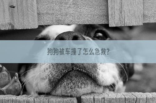 狗狗被车撞了怎么急救？