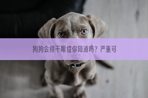 狗狗会得干眼症你知道吗？严重可导致失明！