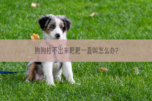 狗狗拉不出来粑粑一直叫怎么办?