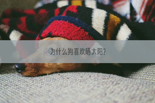 为什么狗喜欢晒太阳？