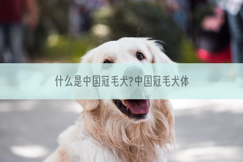 什么是中国冠毛犬?中国冠毛犬体征和特点有哪些？