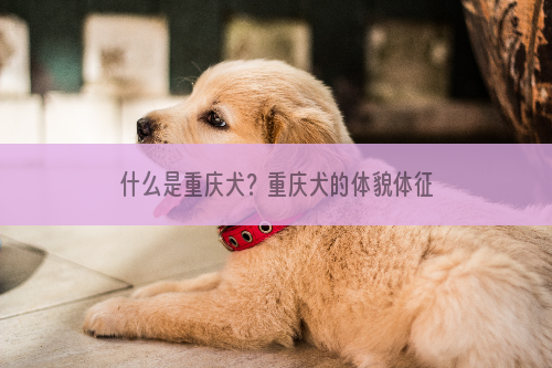 什么是重庆犬？重庆犬的体貌体征和生活习性是什么？