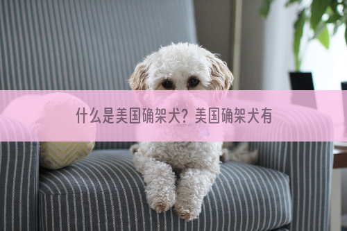 什么是美国确架犬？美国确架犬有什么样貌特征和生活习性？