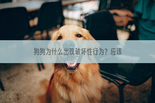 狗狗为什么出现破坏性行为？应该怎么纠正？