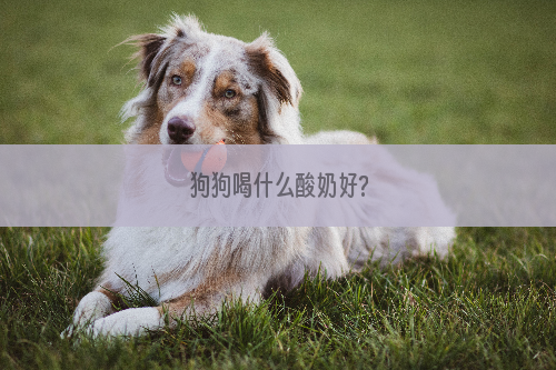 狗狗喝什么酸奶好?