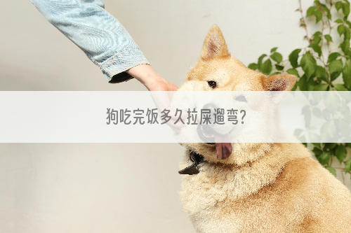 狗吃完饭多久拉屎遛弯？