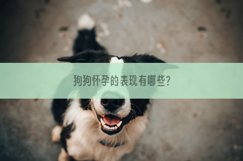 狗狗怀孕的表现有哪些？