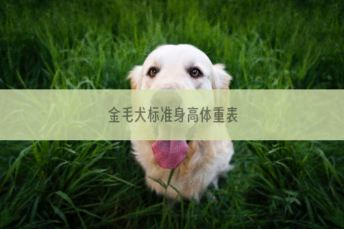 金毛犬标准身高体重表