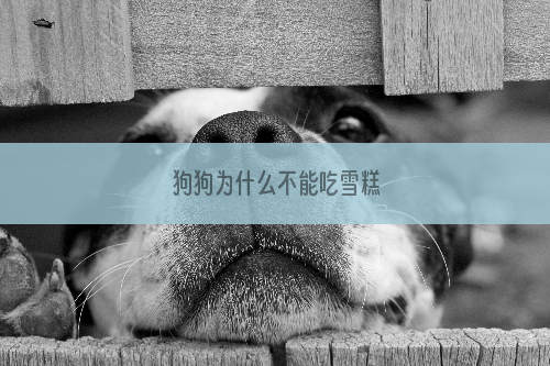 狗狗为什么不能吃雪糕