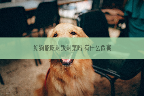狗狗能吃剩饭剩菜吗 有什么危害