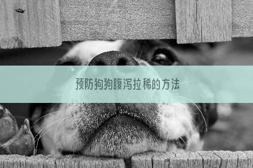 预防狗狗腹泻拉稀的方法