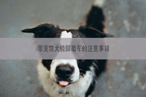 带宠物犬骑脚踏车的注意事项