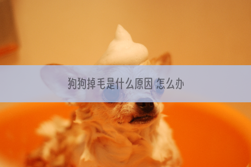 狗狗掉毛是什么原因 怎么办