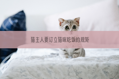 猫主人要订立猫咪吃饭的规矩