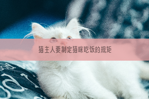 猫主人要制定猫咪吃饭的规矩