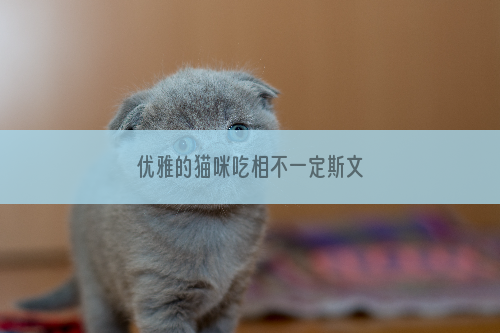 优雅的猫咪吃相不一定斯文