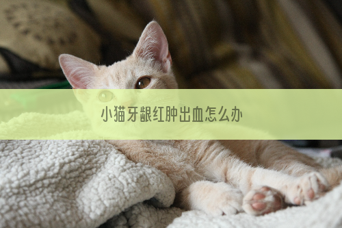 小猫牙龈红肿出血怎么办