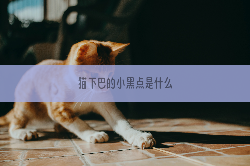 猫下巴的小黑点是什么