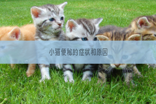 小猫便秘的症状和原因