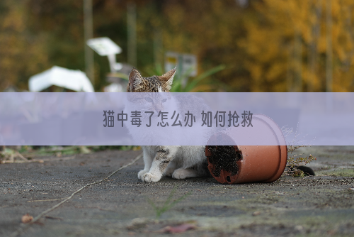 猫中毒了怎么办 如何抢救