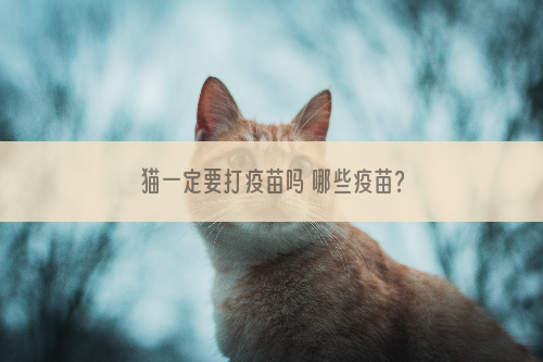 猫一定要打疫苗吗 哪些疫苗？