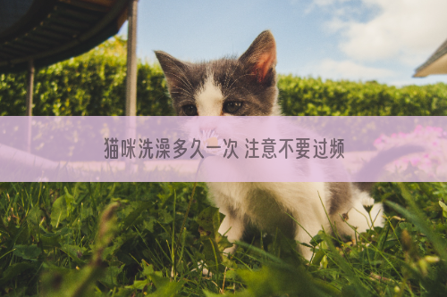 猫咪洗澡多久一次 注意不要过频