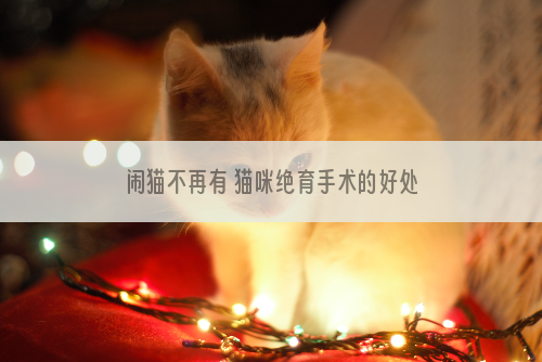 闹猫不再有 猫咪绝育手术的好处