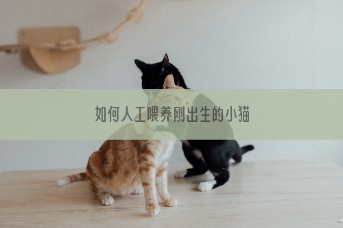 如何人工喂养刚出生的小猫