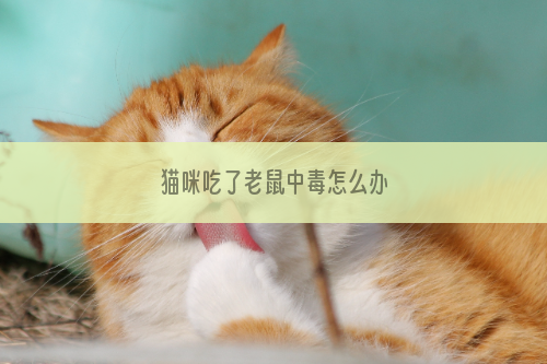 猫咪吃了老鼠中毒怎么办