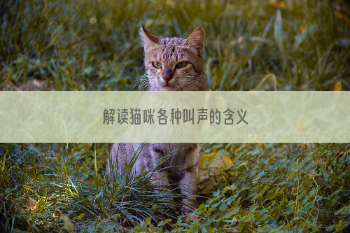 解读猫咪各种叫声的含义