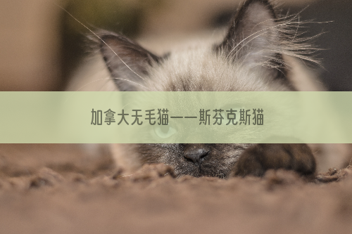 加拿大无毛猫——斯芬克斯猫