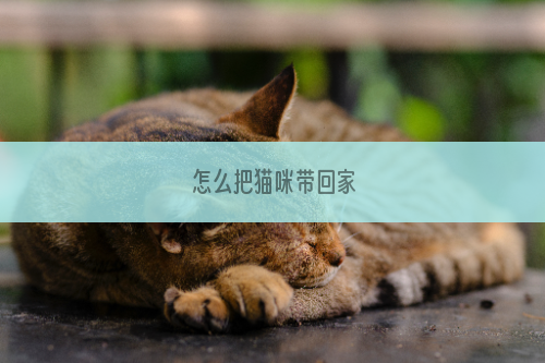 怎么把猫咪带回家