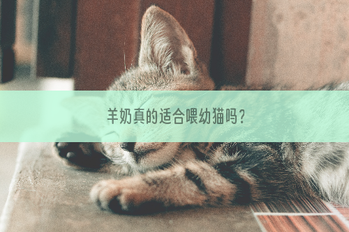 羊奶真的适合喂幼猫吗？