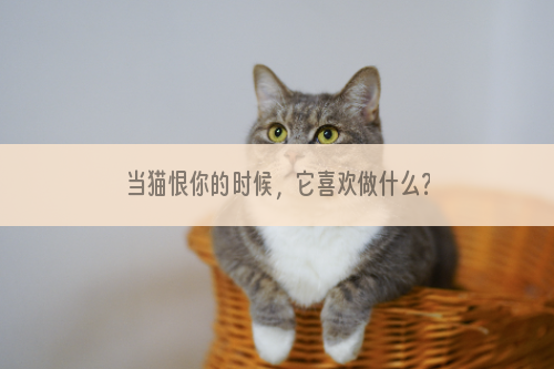 当猫恨你的时候，它喜欢做什么？