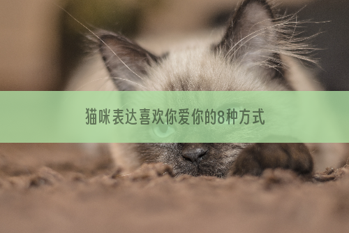 猫咪表达喜欢你爱你的8种方式