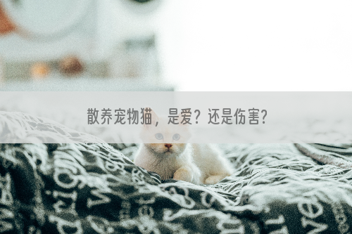 散养宠物猫，是爱？还是伤害？