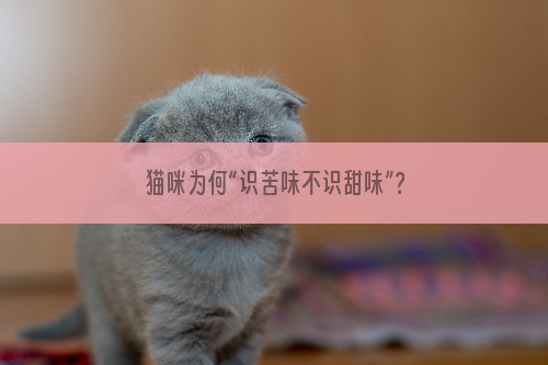 猫咪为何“识苦味不识甜味”？
