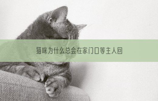 猫咪为什么总会在家门口等主人回家呢？