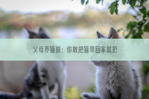 父母养猫前：你敢把猫带回家就扔掉！养猫后：你敢带走我的猫试试